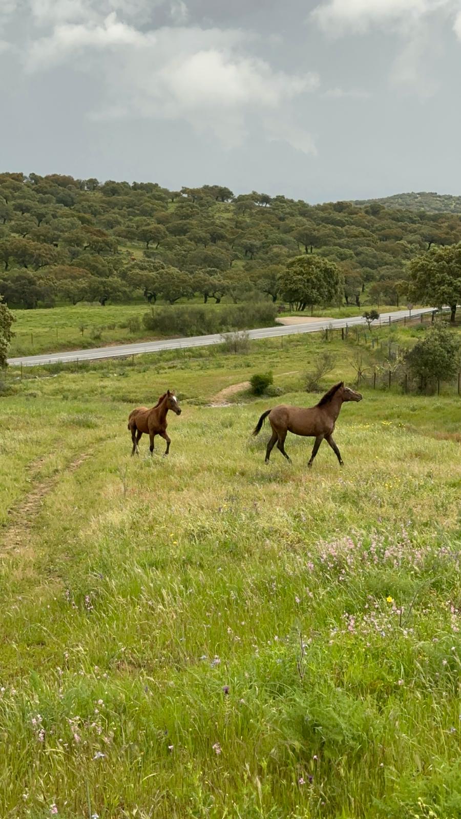 Caballos trotando en la dehesa